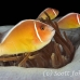 anemonefish_pink_kbrnf_h_0147_sul4396.jpg